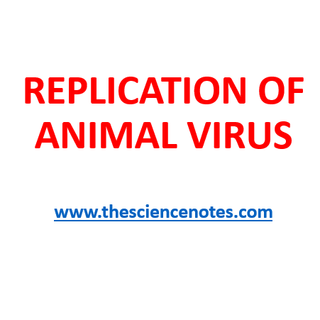 REPLICATION OF ANIMAL VIRUS - The Science Notes