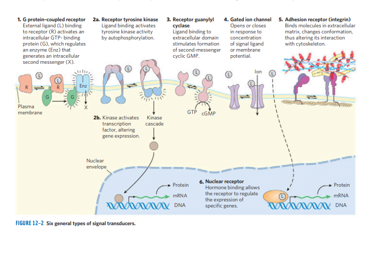 INTRODUCTION TO SIGNAL TRANSDUCTION – The Science Notes