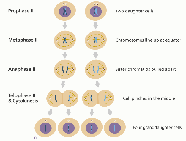 Understanding the Stages of Meiosis Cell Division